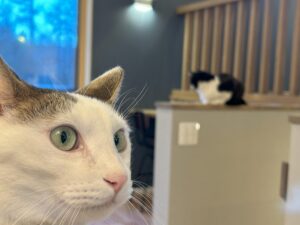 Blue Pit IVYの看板猫「うな」と「ひな」