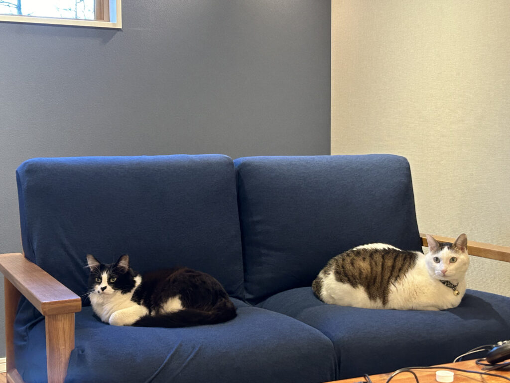 ソファでくつろぐ猫ちゃん2匹